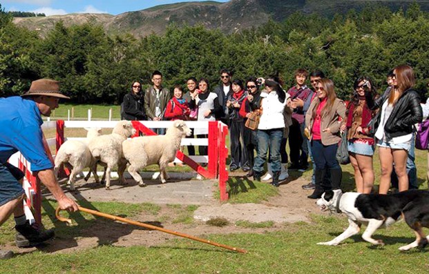 Agrodome Farm Tour