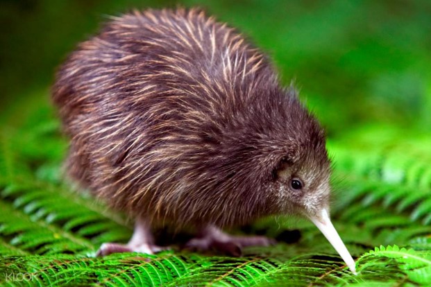 Kiwi Encounter Tour at Rainbow Springs Nature Park