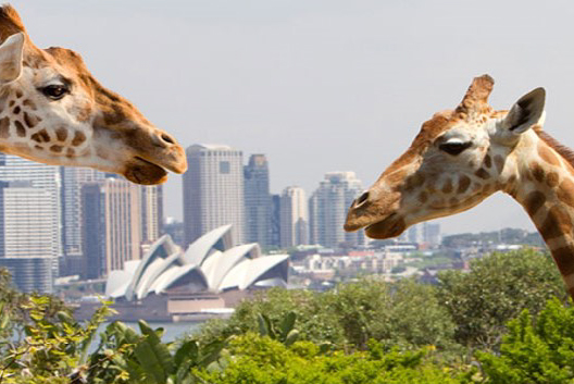 Wildlife Education Workshop at Taronga Zoo